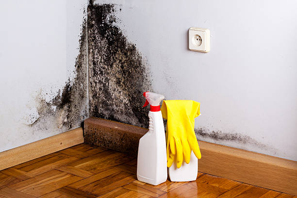 Reliable Jefferson, GA Mold Removal Solutions