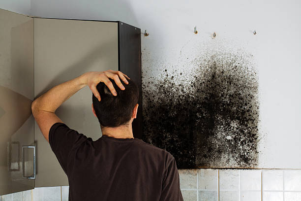 Best Mold Cleaning Services  in Jefferson, GA