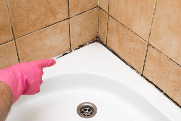 Best Fast Mold Removal  in Jefferson, GA